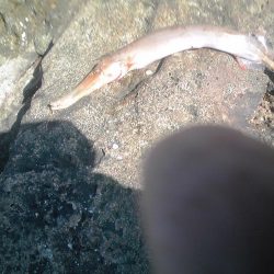 ヤガラがアジを丸呑み